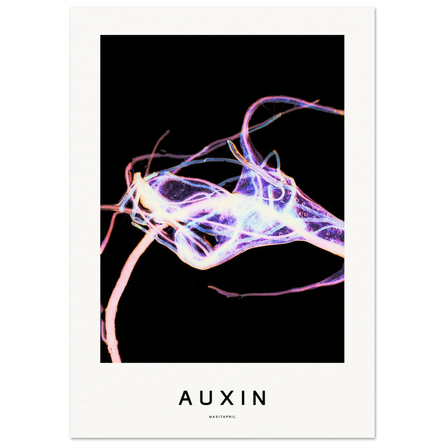 [AUXIN - white edition] | Museum-Quality Poster