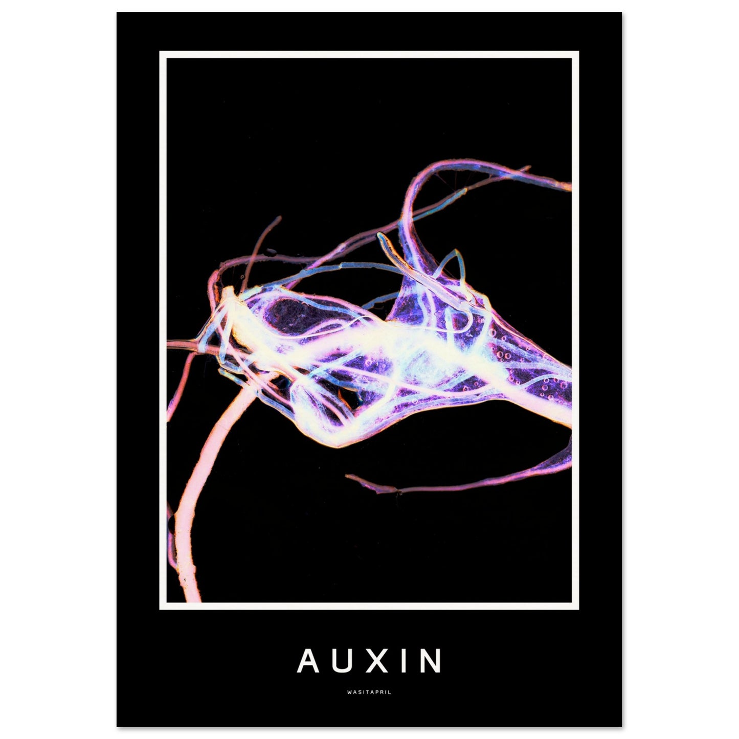 [AUXIN - black edition] | Museum-Quality Poster